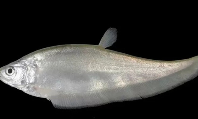 Ikan belida