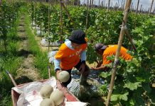 Permata Melon Belitang Semakin Eksis
