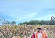 Petani Mengeluh! Turunnya Harga Jagung Membuat Mereka Merugi