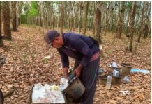 Panca Roba Bikin Petani Karet Menjerit!!